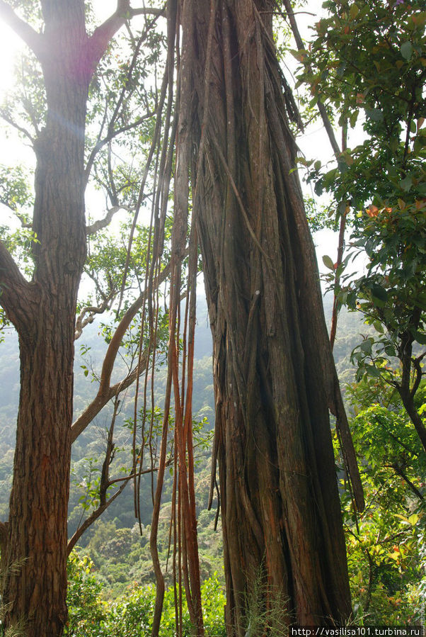 Рассвет на Пике Адама и пейзажи вокруг Нувара Элия, Шри-Ланка