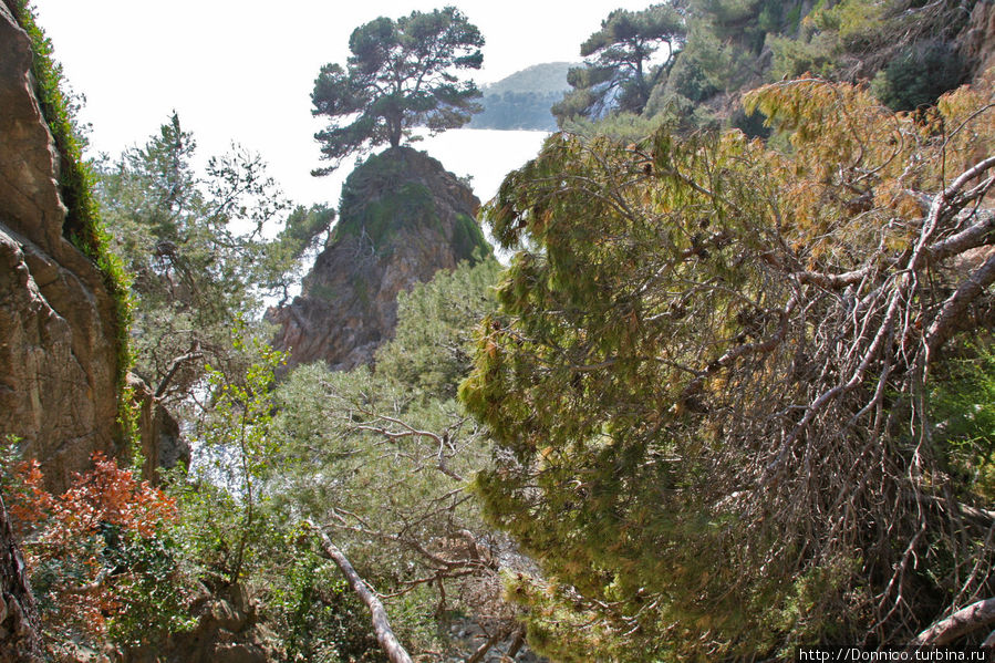 Спуск проходит через большое количество старых сухих и поваленных сосен, иногда приходится ползти вниз прямо по поваленным стволам Ллорет-де-Мар, Испания