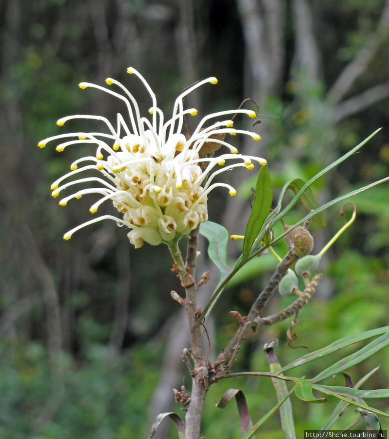 ... и встречаются интересные цветущие кусты Андасибе-Мантадиа Национальный Парк, Мадагаскар