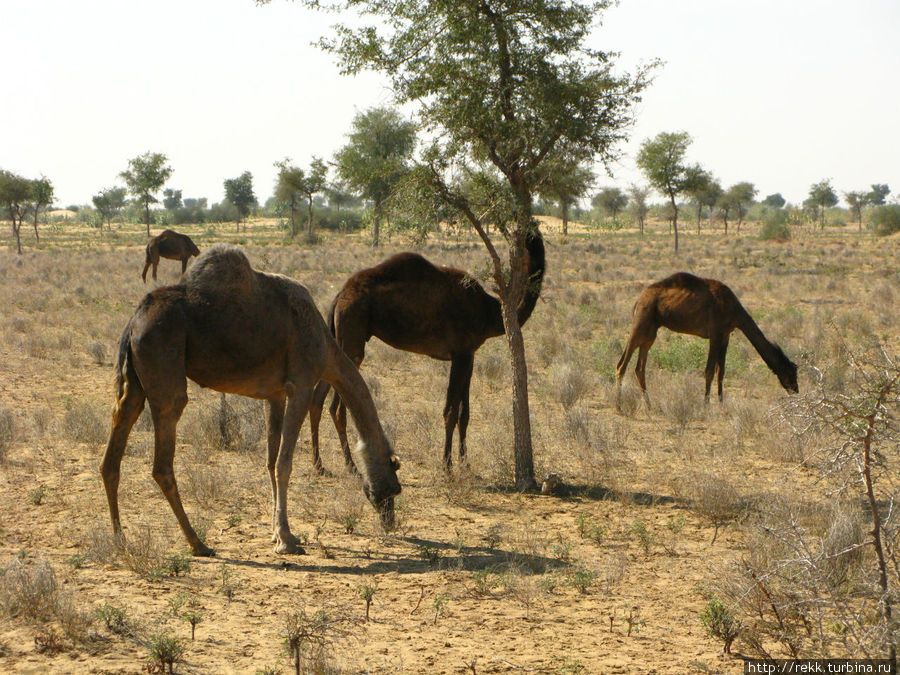 По пути мы встретили стадо пасущихся верблюдов Джайсалмер, Индия