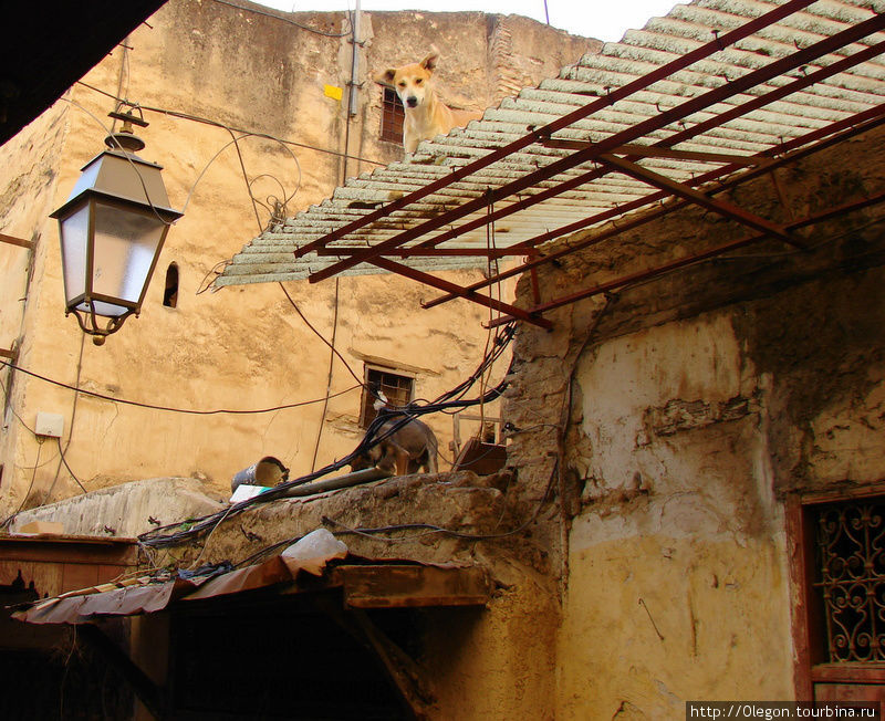 Собаки бегают по крышам Фес, Марокко