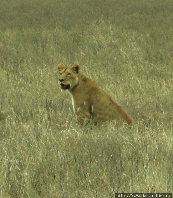 Лев съел зебру Аруша, Танзания