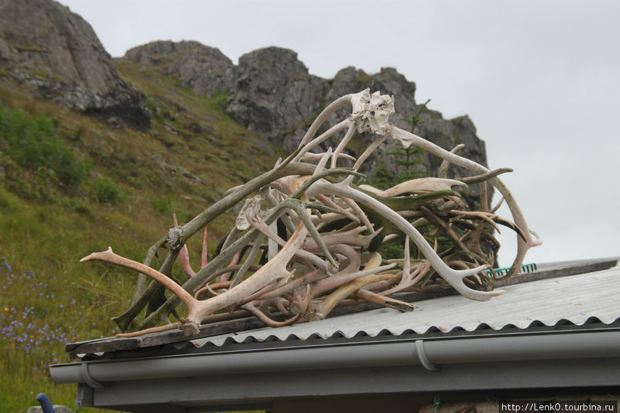 крыша подсобки Дьюпивогур, Исландия