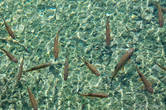 Вода в озерах кристально чистая и благодаря запрету на рыбалку они просто кишат различной рыбой, в том числе, и форелью.