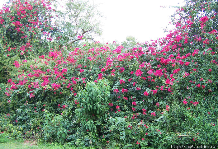 в цвете Ушмаль, Мексика