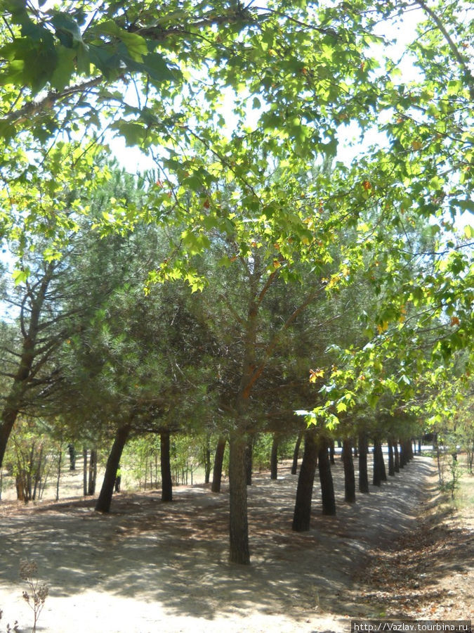 Колонна деревьев Сан-Лоренсо-де-Эль-Эскориал, Испания