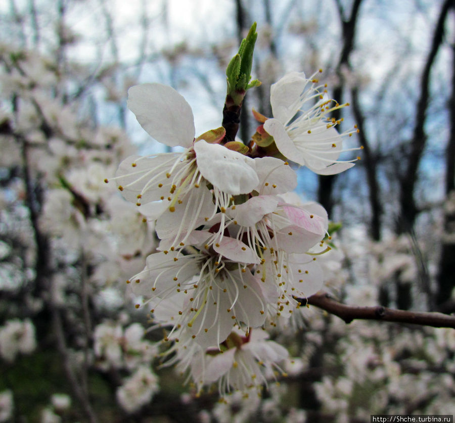 В посадке менее ветрено, и цветочки сохраняют свою пышность Рогань, Украина