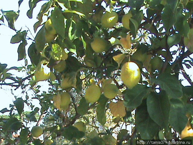 Лимоновое дерево,плодородит без перерыва(на дереве можно найти лимоны прошлого года,созревающие этого года и новый цвет). Неаполь, Италия