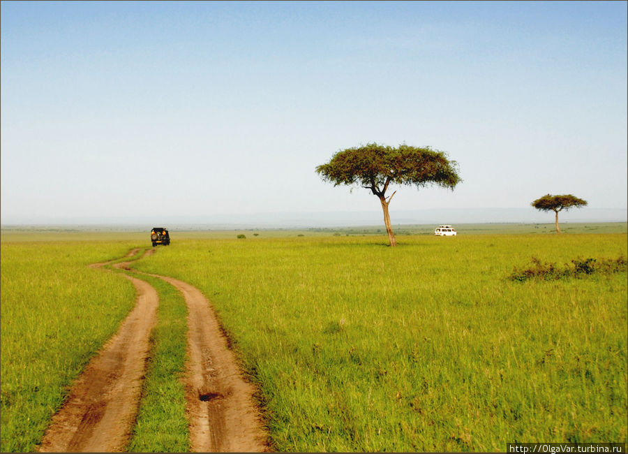 Пути саванны. Вся саванна пронизана такими колеями... Масаи-Мара Национальный Парк, Кения