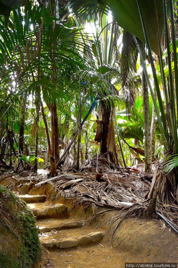 Coco de Mer, или Эротичное чудо природы Остров Праслин, Сейшельские острова