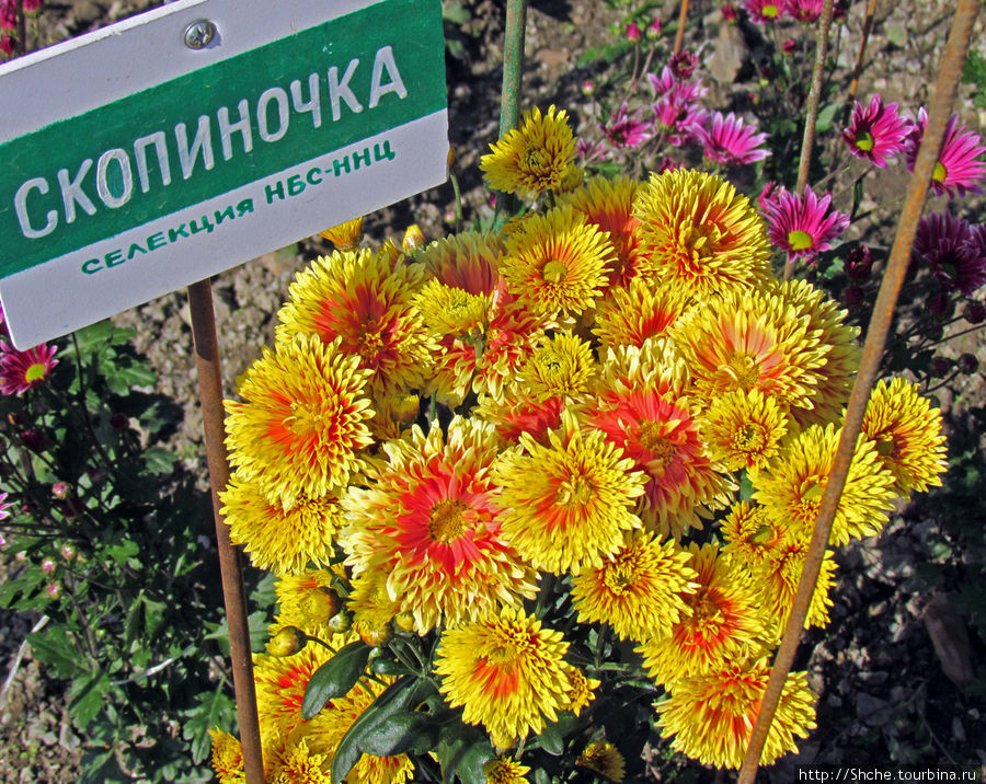 Никитский Ботанический Сад Никита, Россия