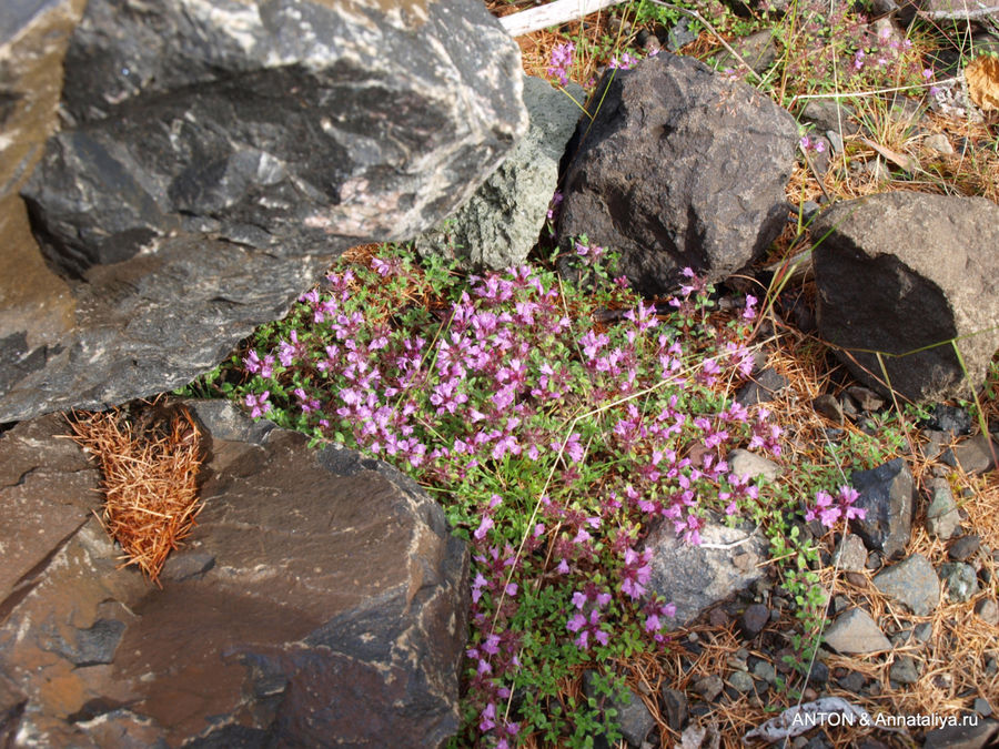 Цветы и растения тундры. Озеро Лама, Россия