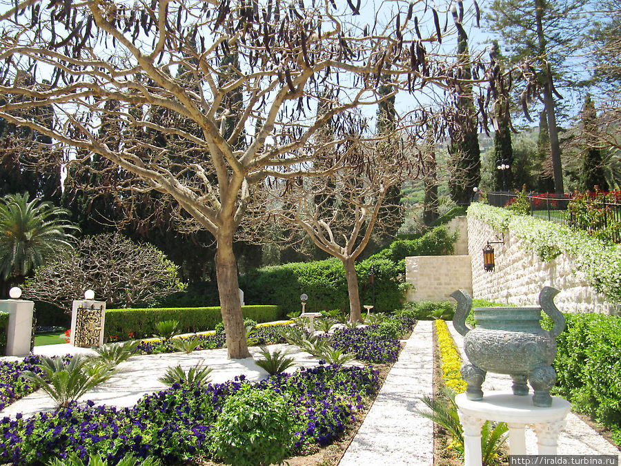 Рожковое или каратное дерево Хайфа, Израиль