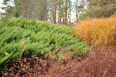 Зимний триколор: зелень можжевельника, золото злаков и бурый сухоцвет.