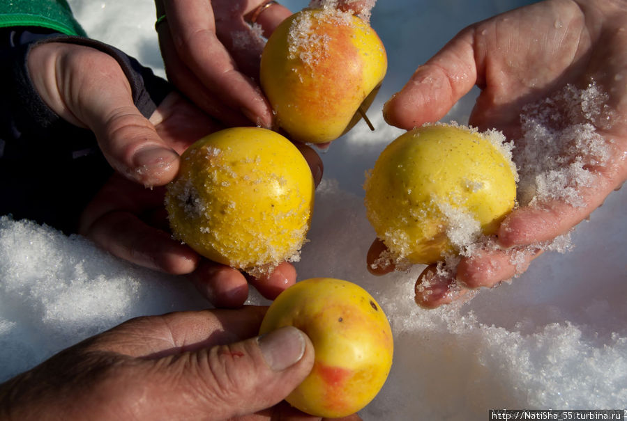 Яблоки на снегу... Домашние яблочки из погреба Валерия Николаевича Каракол, Киргизия