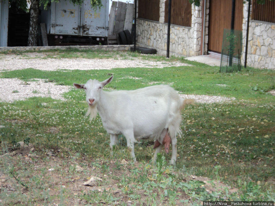 Местная коза пришла в гости. Жигулёвск, Россия