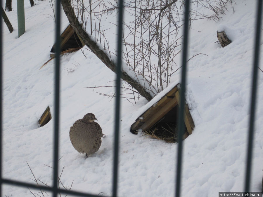Зоопарк Ярославля Ярославль, Россия Зоопарк Ярославля Ярославль, Россия