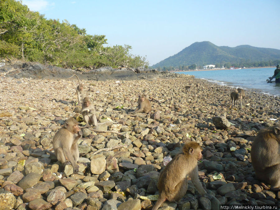 Остров Ко Пед - остров обезьян Паттайя, Таиланд