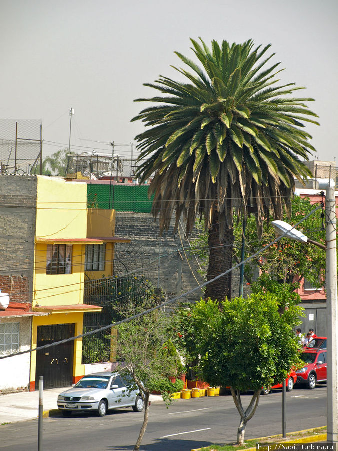 Частный дом с пальмой Мехико, Мексика
