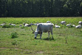 Белые буйволы спокойно отдыхают неподалеку от прогулочной тропы