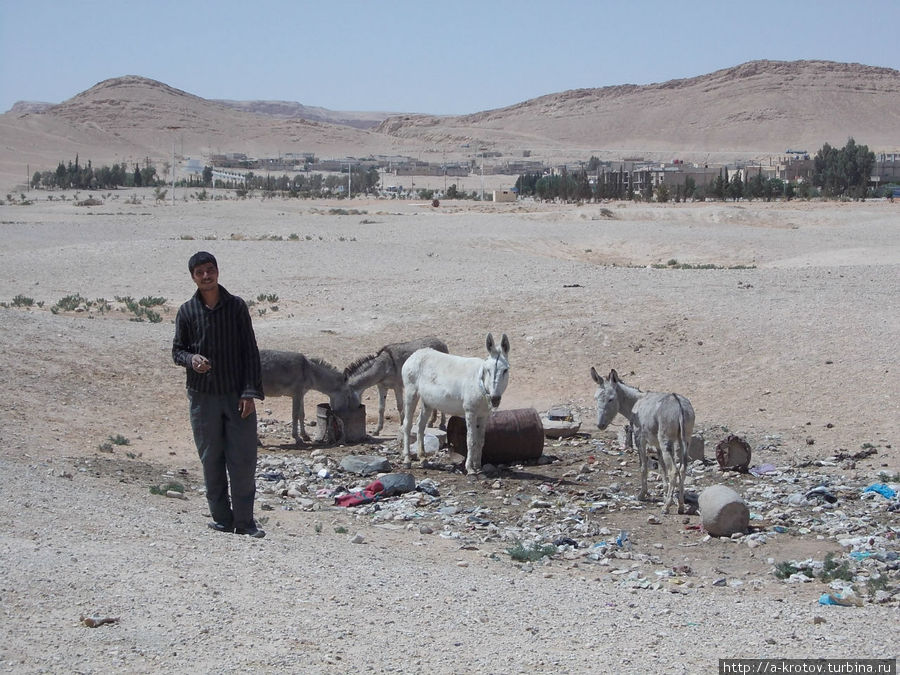 единственный человек, встреченный на развалинах, прятал своих ослов Тадмур (Пальмира), Сирия
