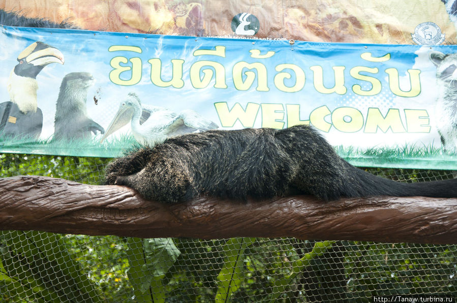 Глава четвёртая: Бангкок. Часть вторая: зоопарк Dusit Zoo Бангкок, Таиланд