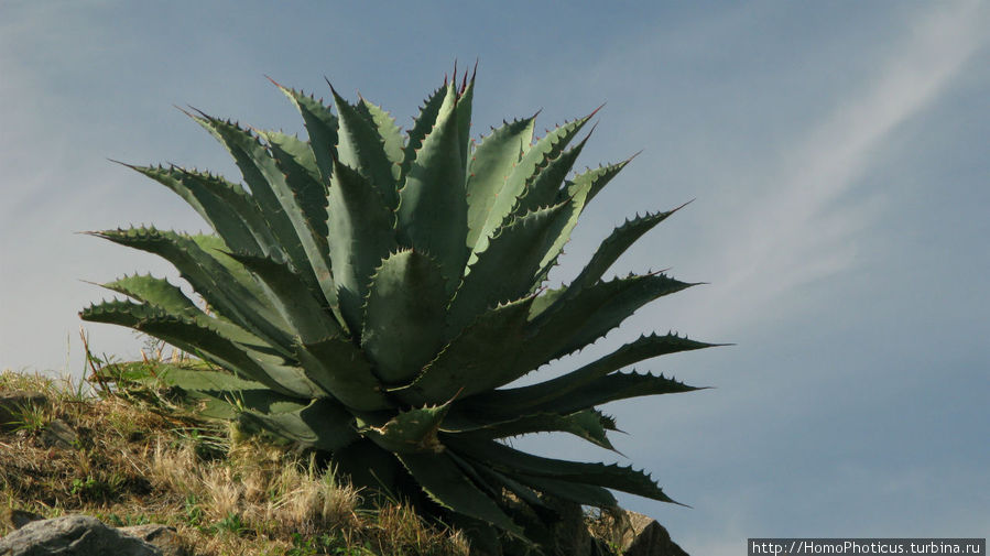 Место, где растет уахе возле святого холма Оахака, Мексика