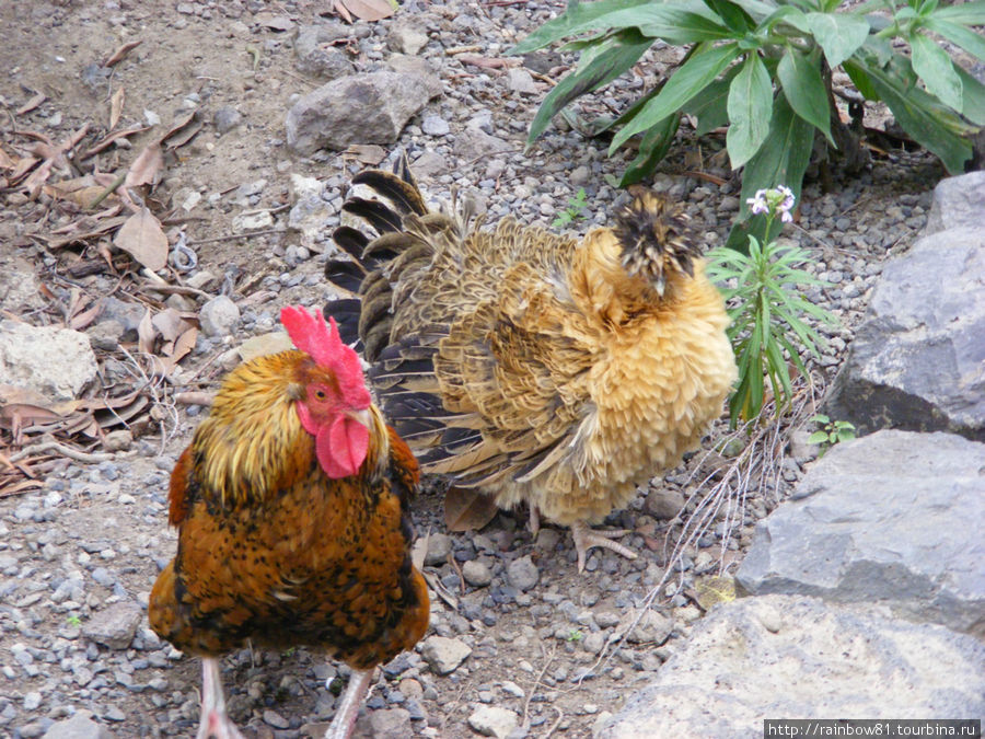 Тенерифе туристический Тенерифе туристический