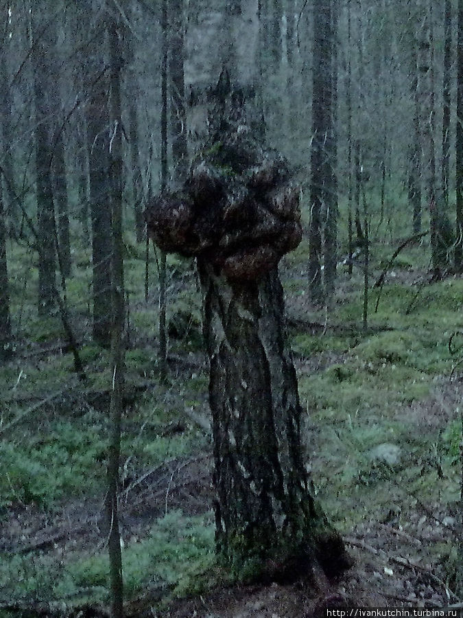 Лес корчит гримасы Реповеси Национальный Парк, Финляндия
