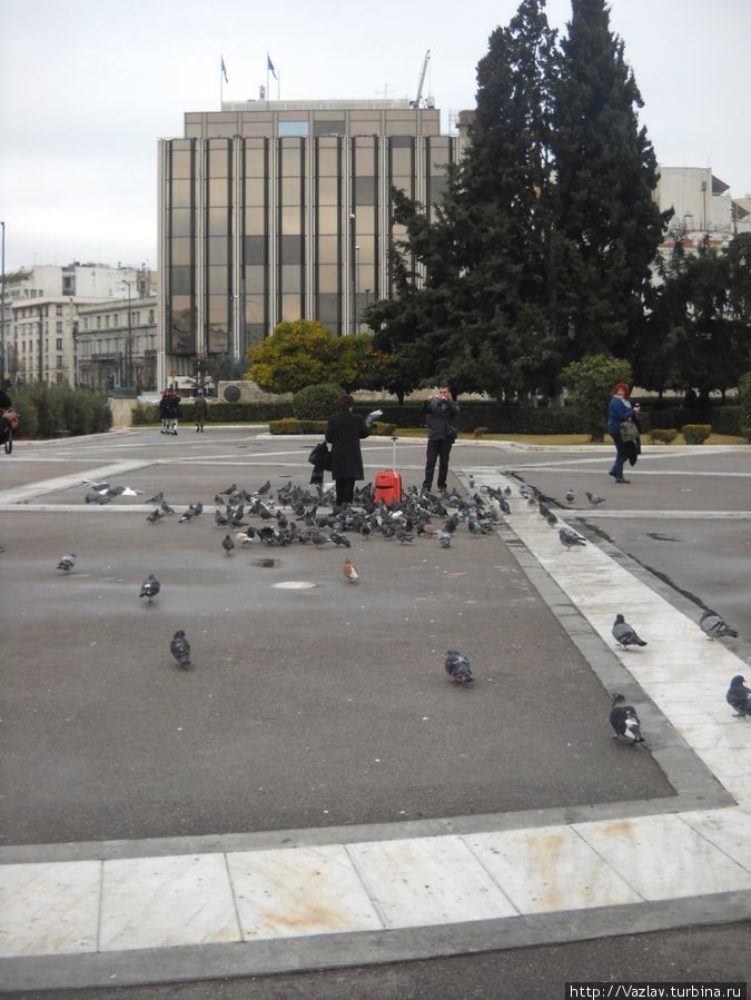 Туристы и голуби Туристы и голуби