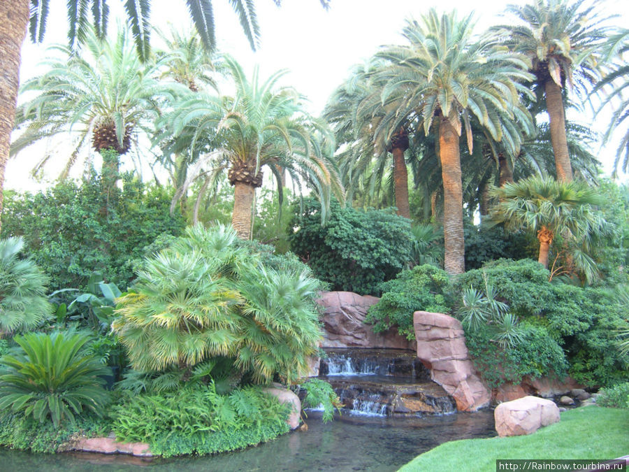 Зеленый и водный оазис возле одного из отелей. Лас-Вегас, CША