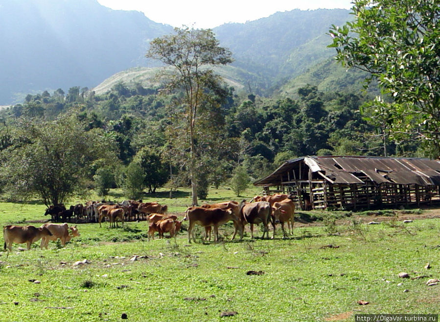 Мы снова вернулись на поляну, где паслись коровки, не хватало только пастушка Ванвьенг, Лаос