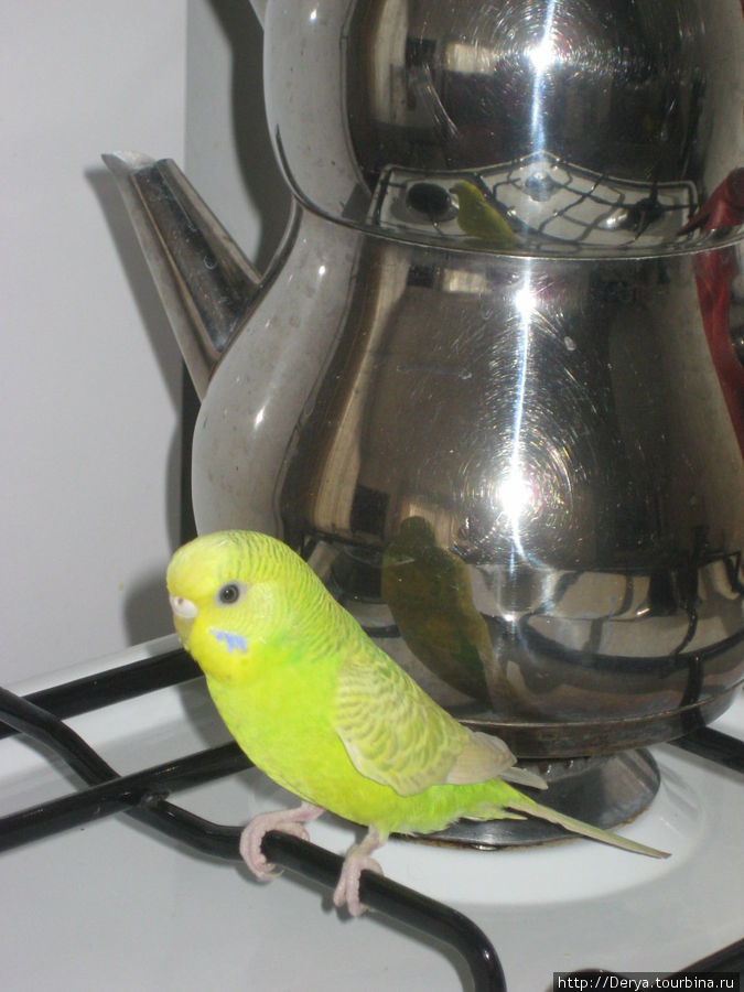 наш попугай не любил сидеть в клетке, мы его выпускали, и он целыми днями путешествовал по квартире (а с подрезанными крыльями и в саду) Датча, Турция