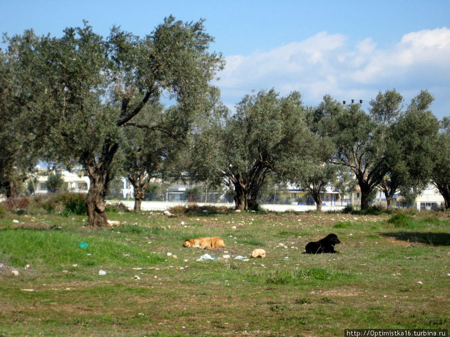 Пробуждение Дидим, Турция Пробуждение Дидим, Турция