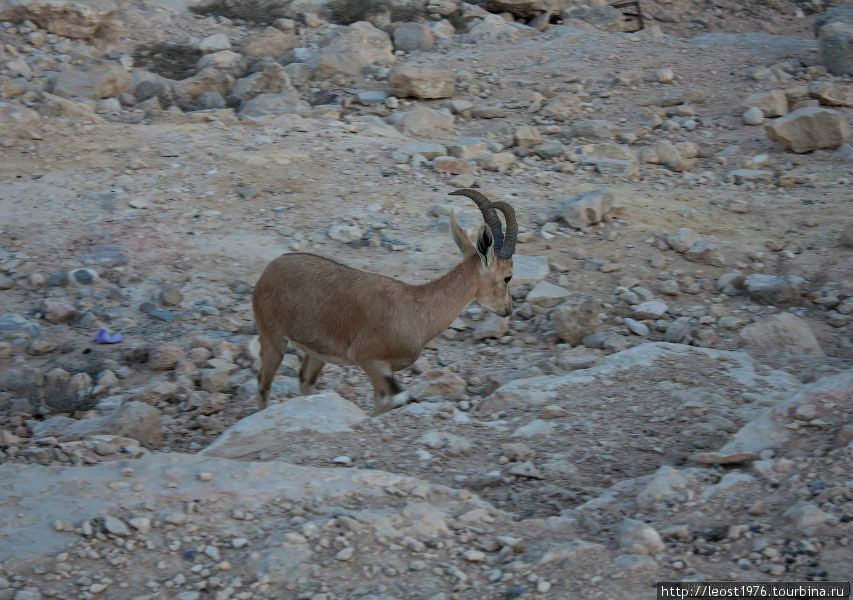 Местная фауна Мицпе-Рамон, Израиль