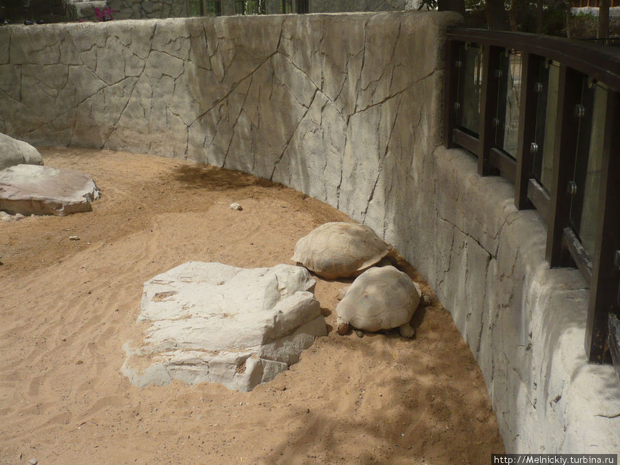 Зоопарк Аль-Айн Аль-Айн (Аль-Хили), ОАЭ