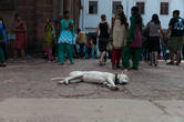 Собаки в Индии очень милые и беззаботные