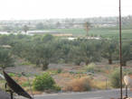 Эль-Султан,вид с нашего балкона,финиковые пальмы