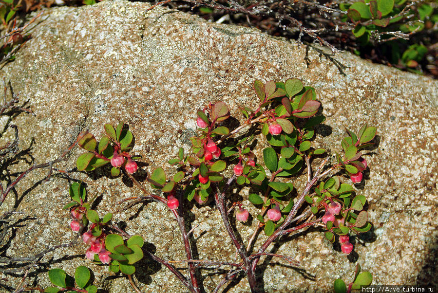 Цветы субарктической Аляски Национальный парк Денали, CША
