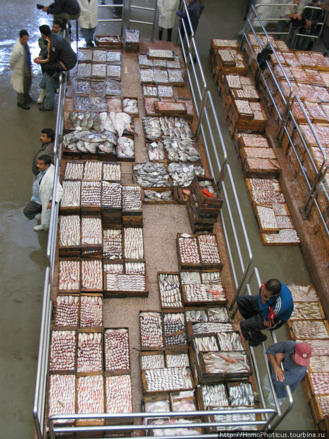 Рыбный рынок Агадира — один из крупнейших в Атлантике Агадир, Марокко