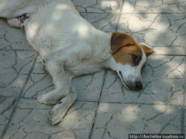 Люблю собак, не могла пройти  мимо очередного Друга, блаженно отдыхающего. Новый Афон, Абхазия