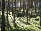 Белорусский лес.