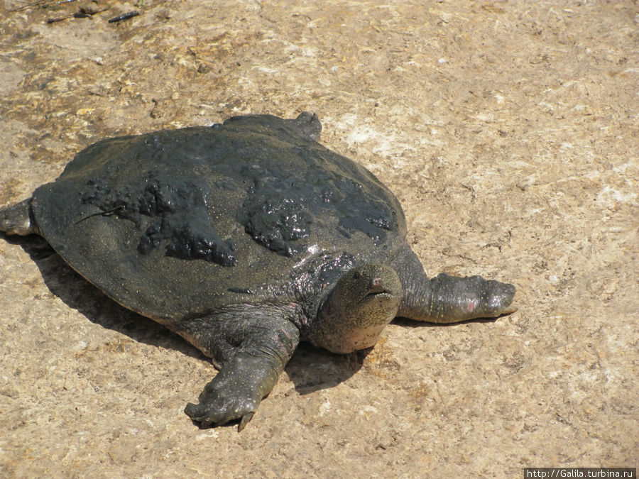 Мягкотелая черепаха. Центральный округ, Израиль