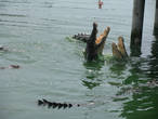 Шоу крокодилов потом... А это свободно плавающие ловят курочку на удочке.