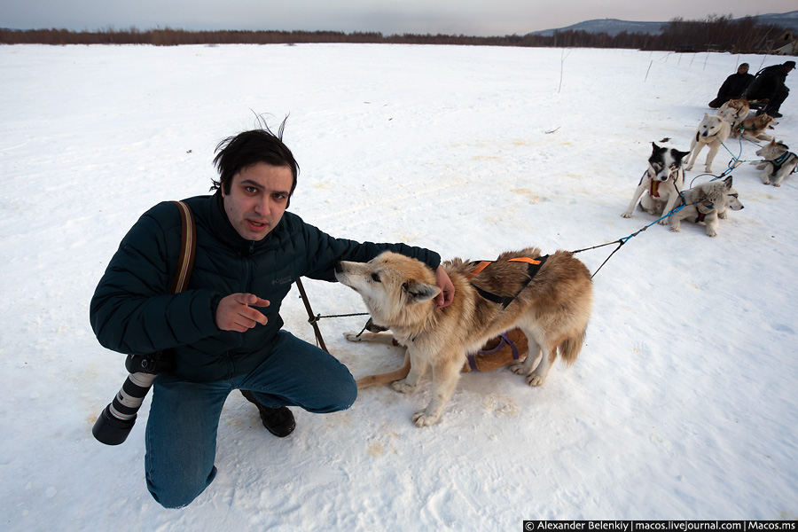 Собаки слушают только хозяина, но пассажиров возят с удовольствием. Настолько с удовольствием, что при виде поводка от упряжки начинают радостно вилять хвостом и ласкаться. Поэтому для них это вовсе не принуждение, хотя труд и тяжёлый. Петропавловск-Камчатский, Россия
