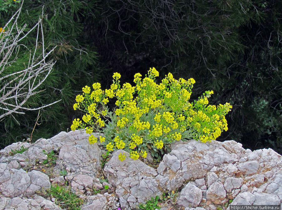 Март. Весеннее цветение Афин Афины, Греция
