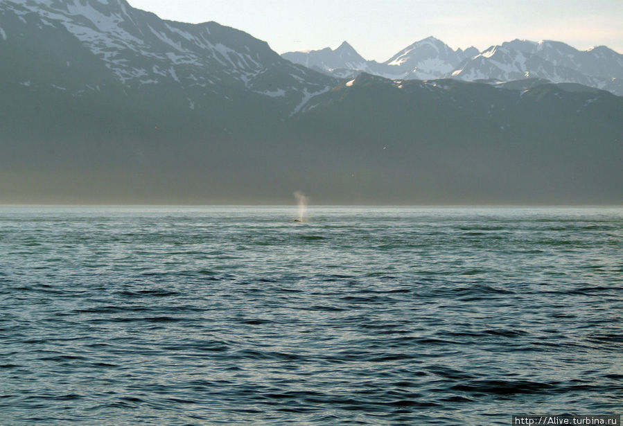 Фото-охота на китов по-аляскински Сьюард, CША