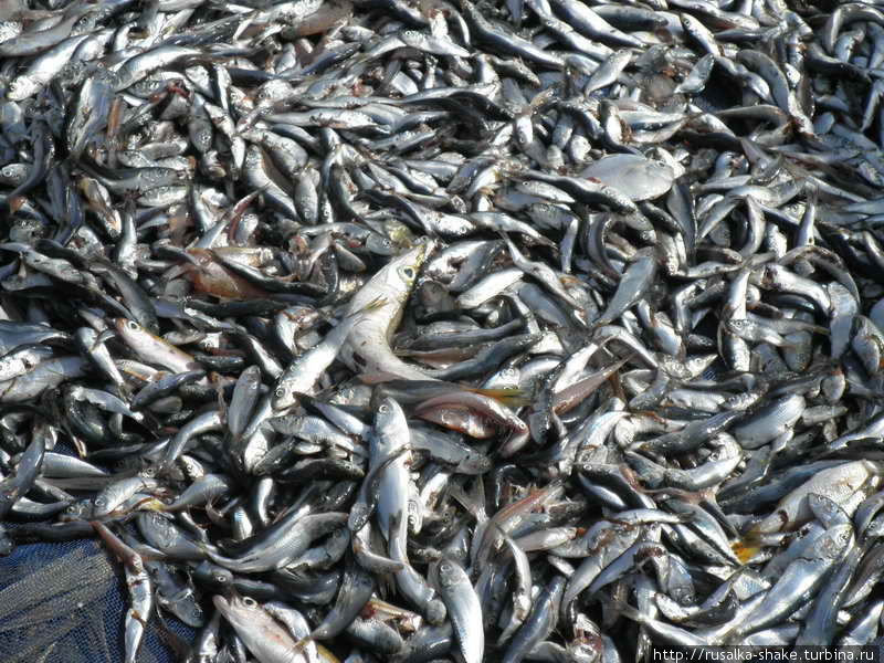 Рыба в Бенгальском заливе Ситуэ, Мьянма