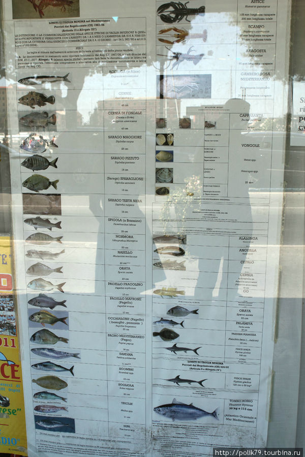 У оптового рыбного магазина. Наглядное пособие о том, какая бывает рыба в здешних краях. Портофино, Италия