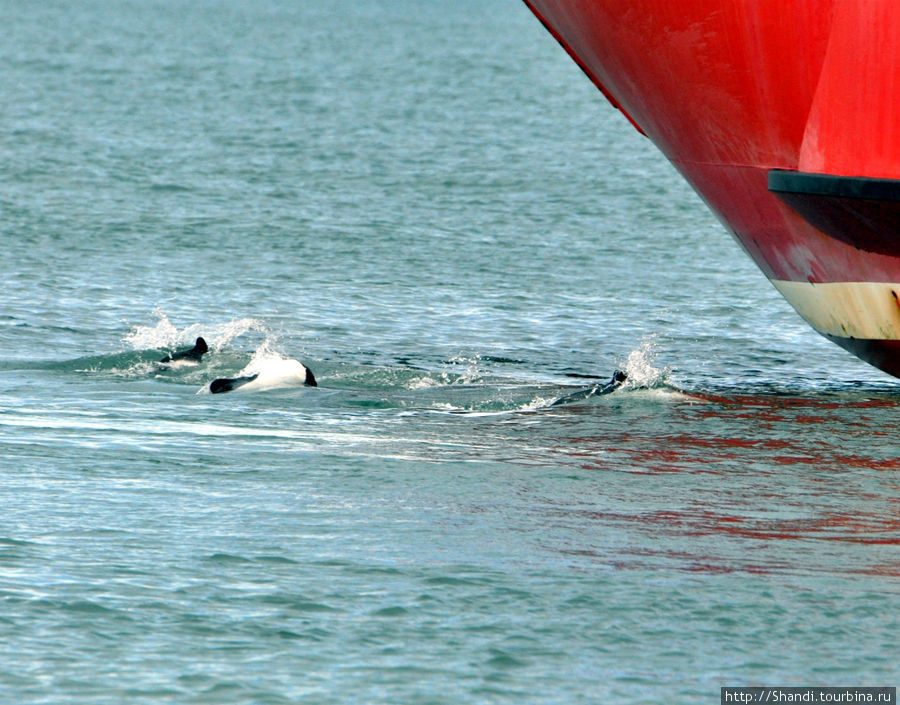 Дельфины встречают и провожают паромы. Они любят проплывать  под днищами кораблей. Провинция Огненная Земля, Аргентина